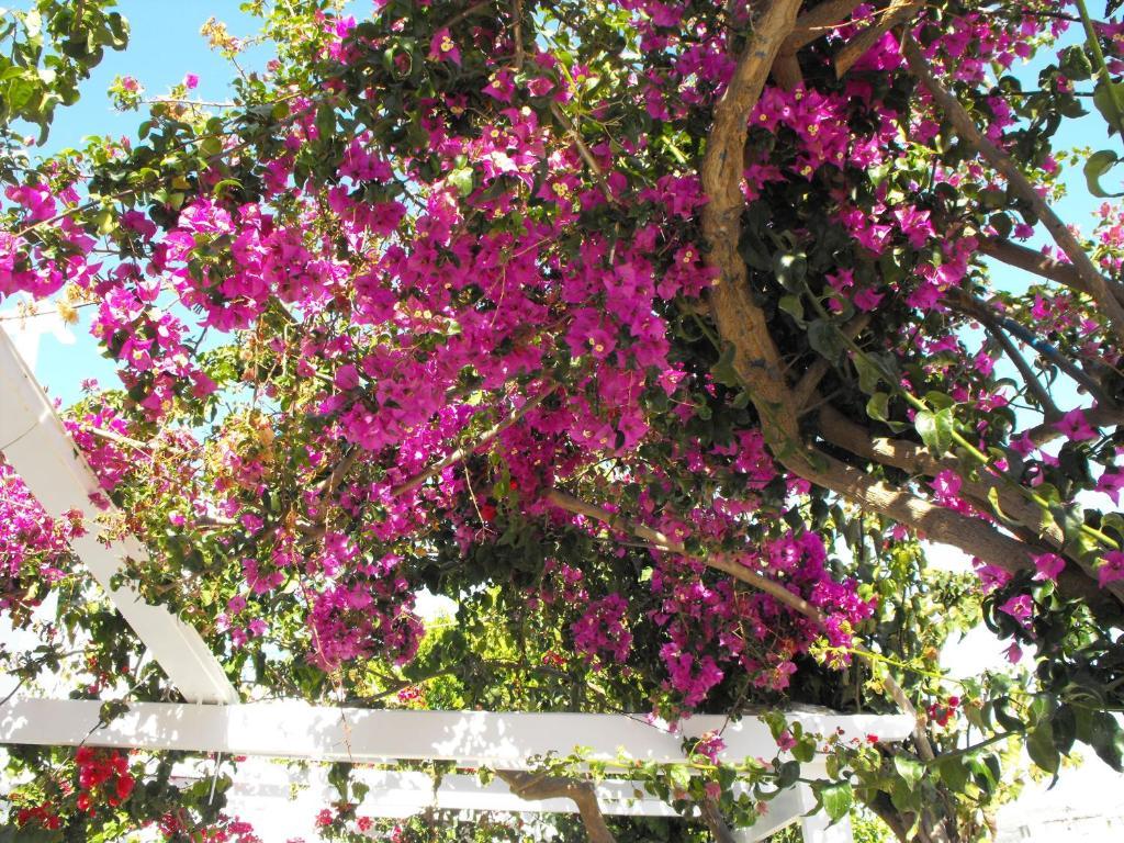 Milos Bay Suites Adámas Eksteriør bilde
